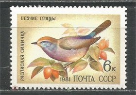 苏联邮票1981年 鸣禽 鸟类 动物 散票一枚 保真  外国邮票S5221