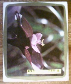 年历卡：紫罗兰.背面年历卡.1985年.共1张