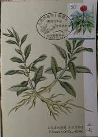 药用植物极限片，三七极限片，中草药极限片，中药材极限片明信片