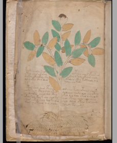 【提供资料信息服务】伏尼契手稿.Voynich manuscrip.耶鲁大学图书馆藏.约十五世纪。