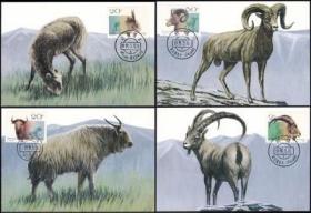集邮总公司 MC-11 T161野羊邮票总公司极限明信片4全