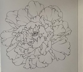 牡丹花容百态白描