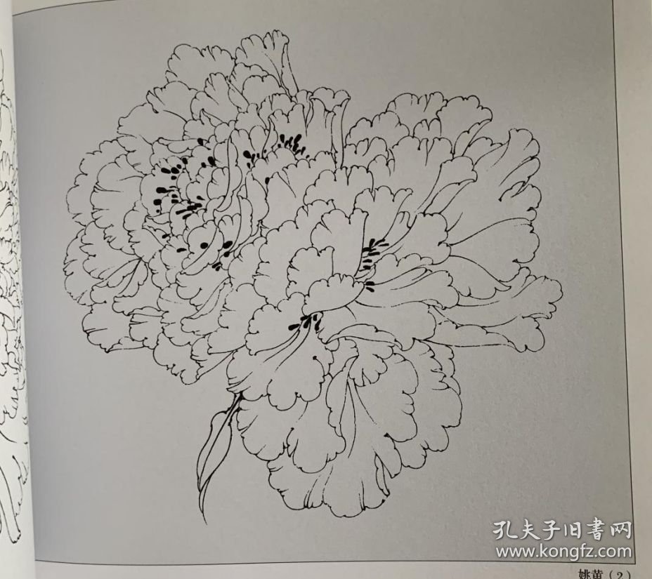 点击查看原图 牡丹花容百态白描