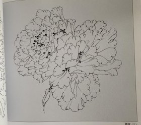 牡丹花容百态白描