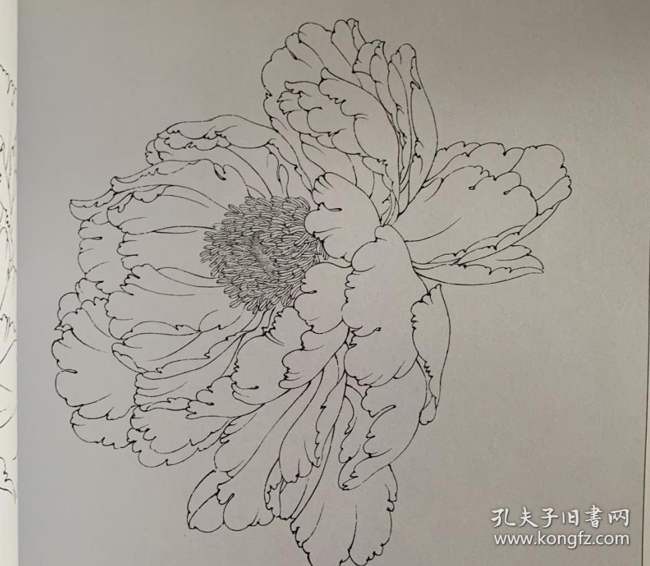 点击查看原图 牡丹花容百态白描