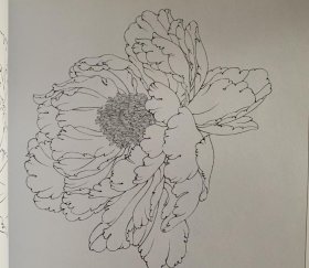 牡丹花容百态白描