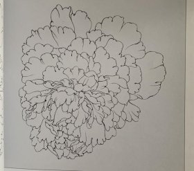 牡丹花容百态白描