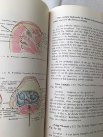 ANATOMICAL ATLAS OF CHINESE ACUPUNCTURE POINTS   针灸穴位解剖图谱