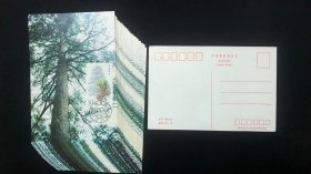 极限片；杉树一张.广西区邮电局