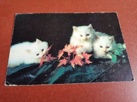八十年代、照片、明信片。可爱猫咪