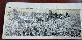 原版老照片214 保真保老 广东澄海月浦乡胜利合作社收割早稻