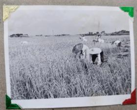 原版老照片1592  包老包真   湖北鄂城县开始收割小麦
