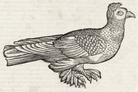 1555年木刻版画《鸽子：普通野鸽、英格兰与俄罗斯的鸽子》
