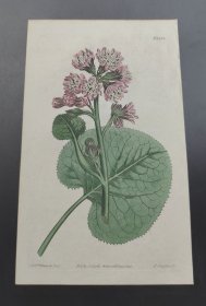 1811年手工上色铜版画《斑节菜》