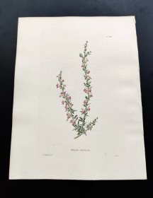 1818年手工上色铜版画《南非远志科大豆属植物》