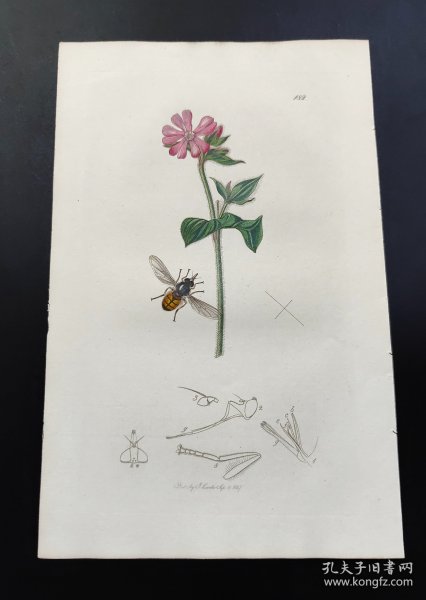 1827年手工上色钢版画《黑边喙颜蚜蝇》