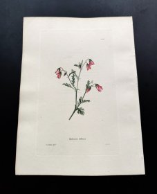 1818年手工上色铜版画《蜜钟花》