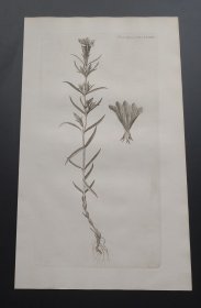 1771年铜版画《蓝色龙胆》