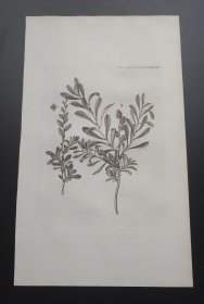 1771年铜版画《香杨梅》