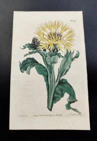 1809年手工上色铜版画《宿根矢车菊》