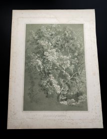 1819年飞尘法、软蜡法蚀刻铜版画《大自然中的树》