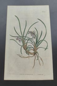 1807年手工上色铜版画《麦冬》