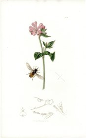 1827年手工上色钢版画《黑边喙颜蚜蝇》