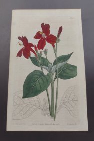 1811年手工上色铜版画《虾形秋海棠》