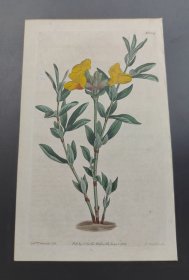 1811年手工上色铜版画《披针叶野决明》