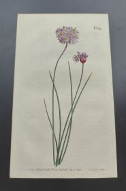 1808年手工上色铜版画《香草百合》