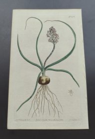 1811年手工上色铜版画《细斑立金花》