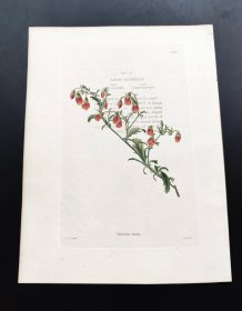 1818年手工上色铜版画《南非梧桐科植物》