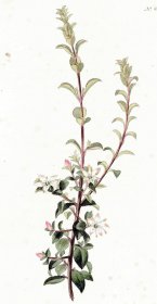 1818年手工上色铜版画《卵叶布枯》