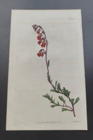 1811年手工上色铜版画《火红蜜钟花》