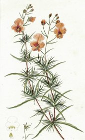 1827年手工上色铜版画《假面花》