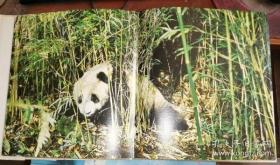 大熊猫  （12开 铜版 彩印 画册  英文版）