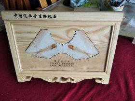 中国辽西古生物化石：狼鳍鱼化石