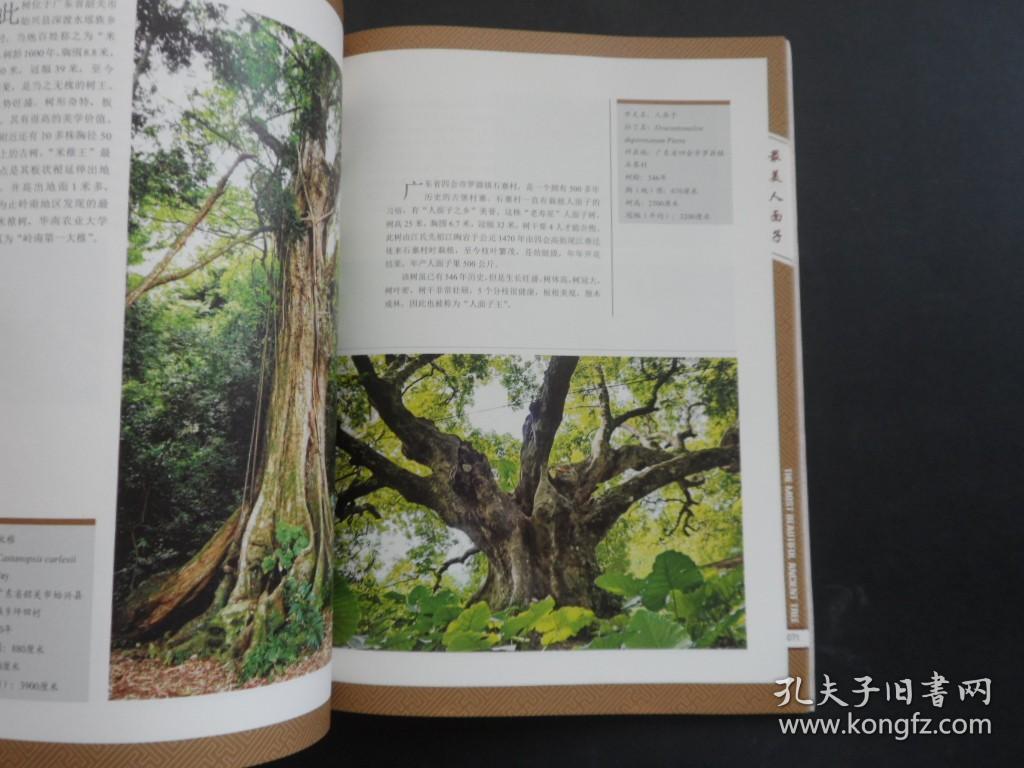 中国最美古树