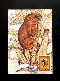 澳门1984年生肖鼠年极限明信片一枚