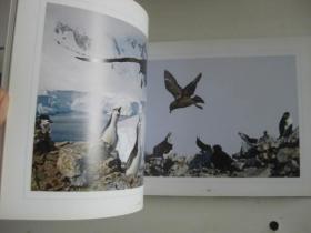 向极地进发南极及巴塔哥尼亚冯敏如摄影作品集（附8张卡   精装16开摄影画册