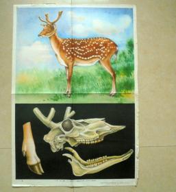 教学挂图   鹿，小学自然常识第三册  上海教育出版社77*53CM