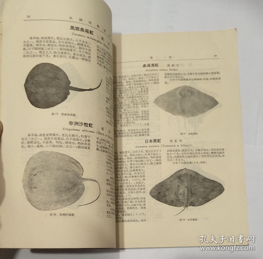中国动物图谱 鱼类 第一册