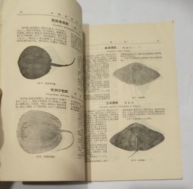 中国动物图谱 鱼类 第一册