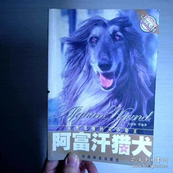 阿富汗猎犬