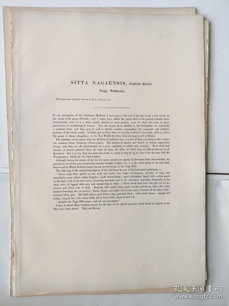 Sitta nagaensis 栗臀鳾 - John Gould 手工上色的原版铜版画 1850年出版的亚洲鸟类 极为稀少