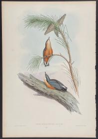 White-cheeked Nuthatch 白脸䴓 - John Gould 手工上色的原版铜版画 1850年出版的亚洲鸟类 极为稀少