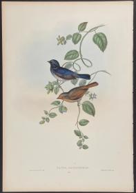 Niltava macgrigoriae 小仙鹟 - John Gould 手工上色的原版铜版画 1850年出版的亚洲鸟类 极为稀少