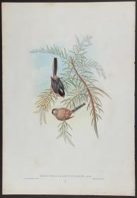 银喉长尾山雀 - Silvery-throated Tit - John Gould 手工上色的原版铜版画 1850年出版的亚洲鸟类 极为稀少