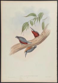 Chestnut-bellied Nuthatch 栗腹丽椋鸟 - John Gould 手工上色的原版铜版画 1850年出版的亚洲鸟类 极为稀少