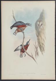 栗腹五子雀 - Chestnut-bellied nuthatch - John Gould 手工上色的原版铜版画 1850年出版的亚洲鸟类 极为稀少